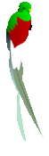 Quetzal Bird Logo